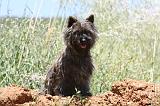 CAIRN TERRIER 497